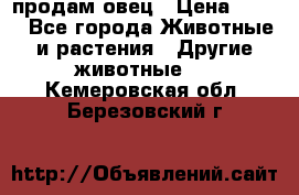  продам овец › Цена ­ 100 - Все города Животные и растения » Другие животные   . Кемеровская обл.,Березовский г.